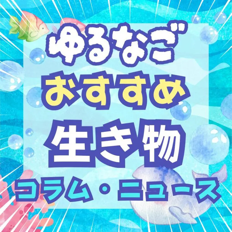 サンシャイン水族館 2026福袋】即完売の体験型福袋が12/20(土)12時発売