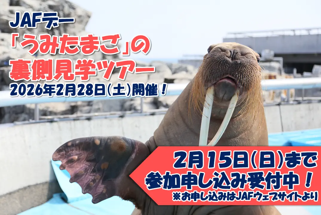 2026/2/28開催】うみたまご裏側見学ツアー|大回遊水槽の真上で学ぶ 2026/2/28開催】うみたまご裏側見学ツアー|大回遊水槽の真上で学ぶ