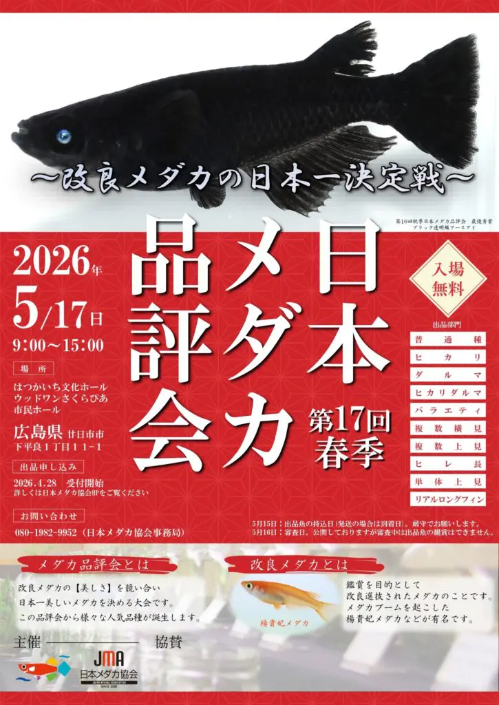 広島県廿日市市】5/17開催「第17回 春季 日本メダカ品評会」改良メダカ